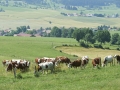 F. JOLY - CNIEL - Paysage et vaches Montbéliarde