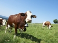 F. JOLY - CNIEL - Vaches Montbéliarde avec cloches