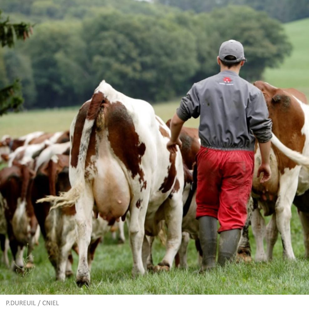 51 600 élevages laitiers à taille humaine dans les campagnes